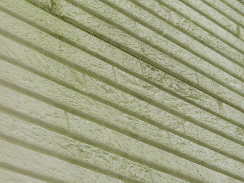 外壁苔やカビ