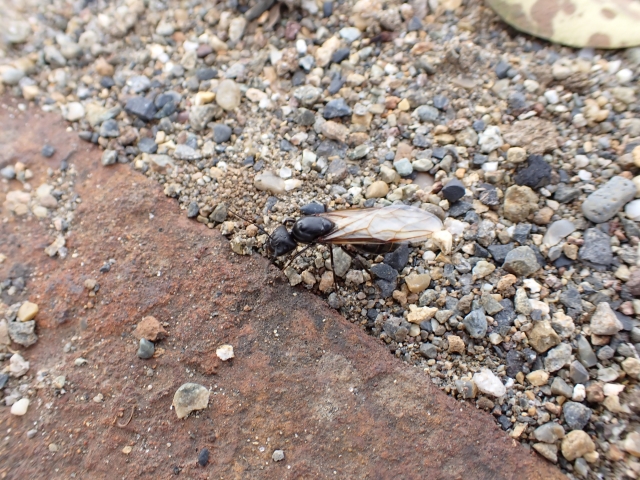 シロアリ被害を防ぐ!さいたま市の駆除業者が教える方法6選!-5