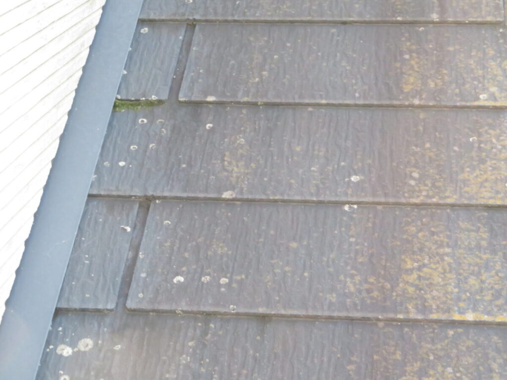 屋根の苔やカビ